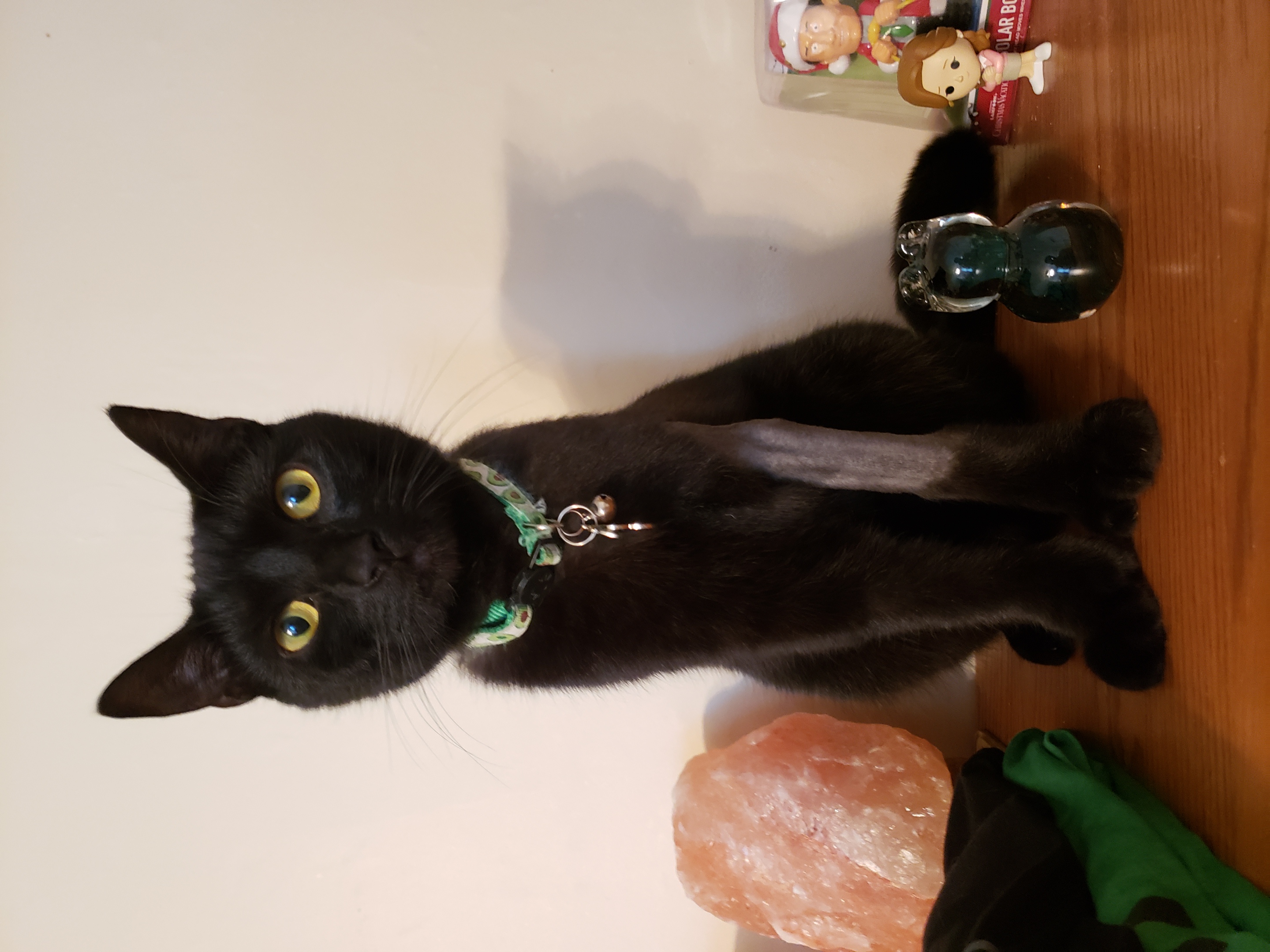 Berry sitting on a dresser staring straight into the camera with a shaved front left leg, with a glass-blown sculpture of a cat next to his leg